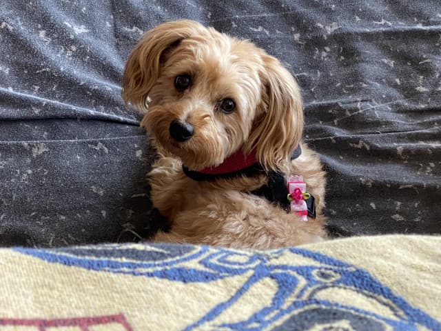 Copper the Yorkie Poo